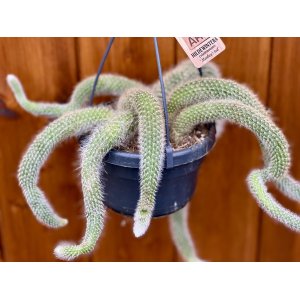 Kaktus (Hildewintera colademononis) ´MONKEY TAIL´ - výška 10-20 cm ⌀30-35 cm, C1L - ZAVESNÝ KVETINÁČ 